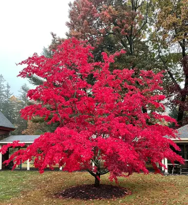 a red tree in front of a house