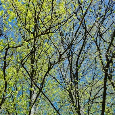 Catalpa shade tree variety