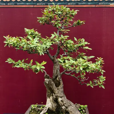 A detailed bonsai tree with green leaves and gnarled trunk.