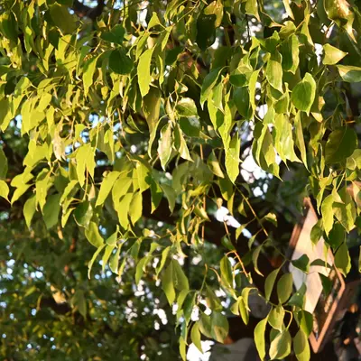 Chinese Pistache plant