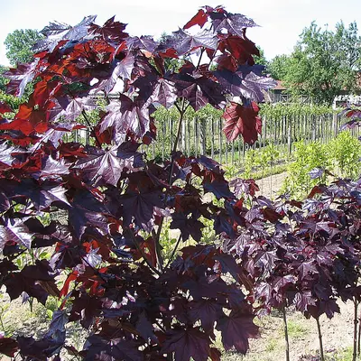 Crimson King Maple shade tree variety