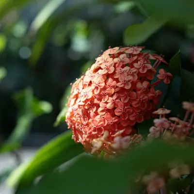 a close up of a flower on a plant