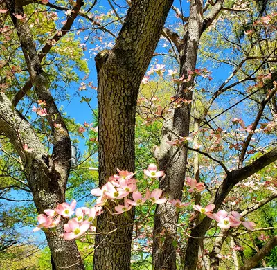 Flowering Dogwood shade tree variety