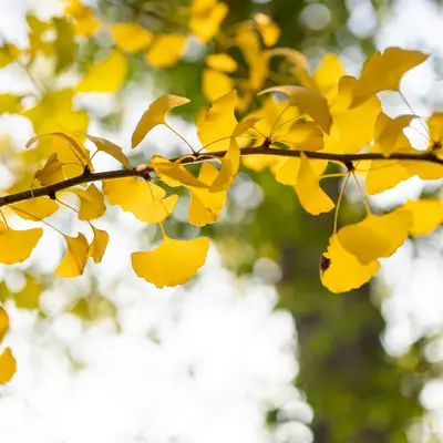 Yellow ginkgo leaves on a branch in autumn.