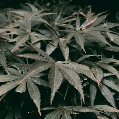 green and gray leaves in black background