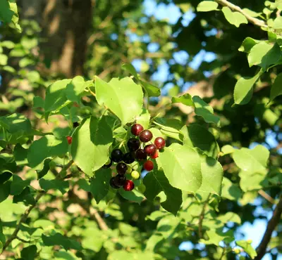 red round fruits on green leaves during daytime