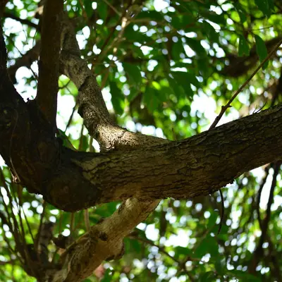 Honey Locust shade tree variety