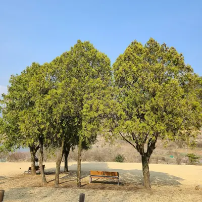 a wooden bench sitting under a tree in a park