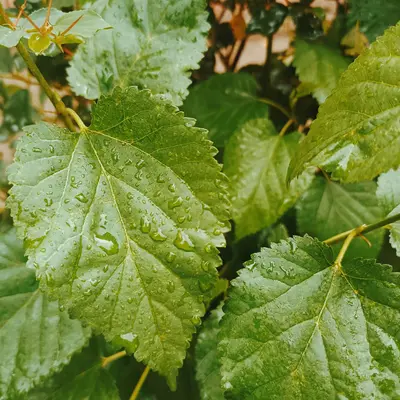 Littleleaf Linden shade tree variety