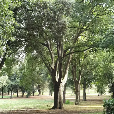 Live Oak shade tree variety
