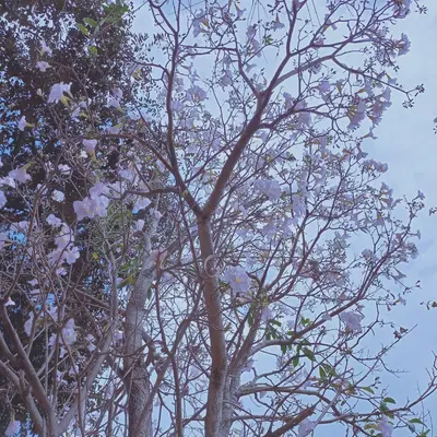 a tree with lots of leaves and a blue sky in the background