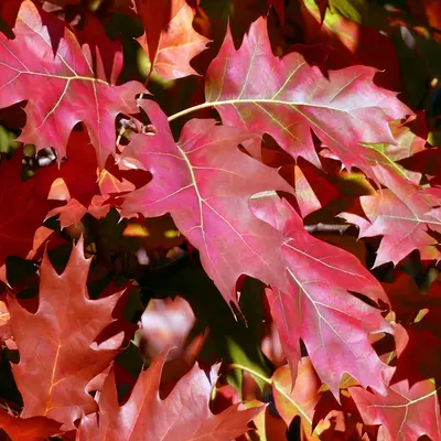 A close up of a tree with red leaves