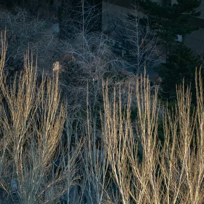 a couple of trees that are standing in the snow