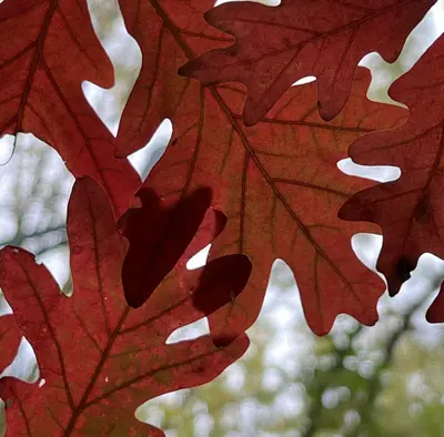 Scarlet Oak shade tree variety