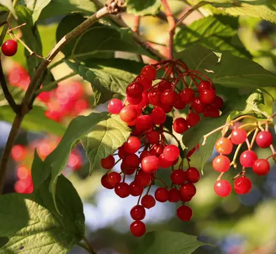 Serviceberry shade tree variety