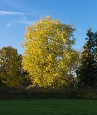 Silver Maple shade tree variety