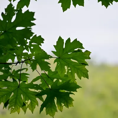 Sugar Maple shade tree variety