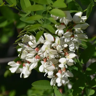 Thornless Honeylocust shade tree variety