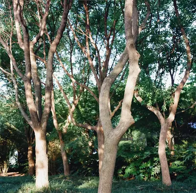 brown and green trees during daytime