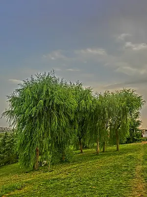 Weeping Willow shade tree variety