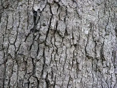 White Oak shade tree variety