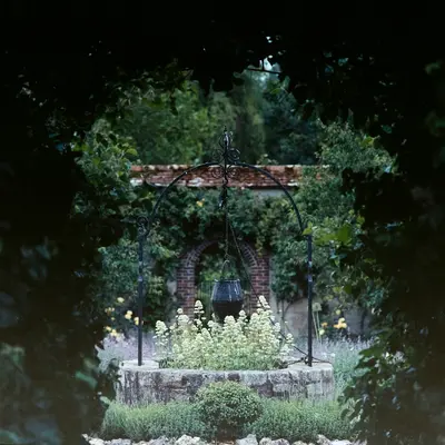 Annabelle Hydrangea shrub variety