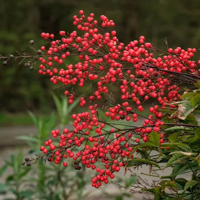 Barberry Red Rocket shrub variety