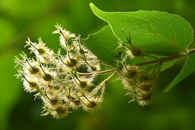 Beautybush shrub variety