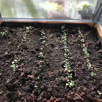 a garden with plants