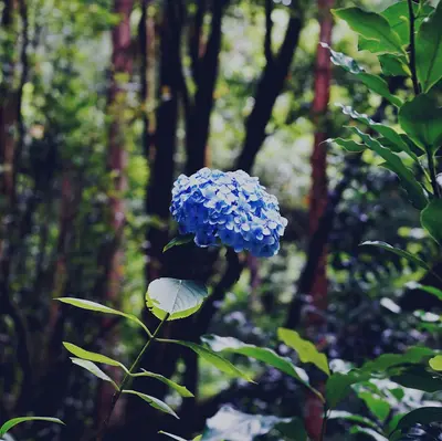 blue flower bloom selective focus photography