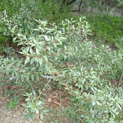 Book-Leaf Mallee shrub variety
