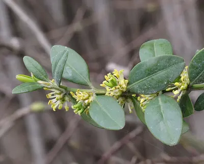 Boxwood Common shrub variety