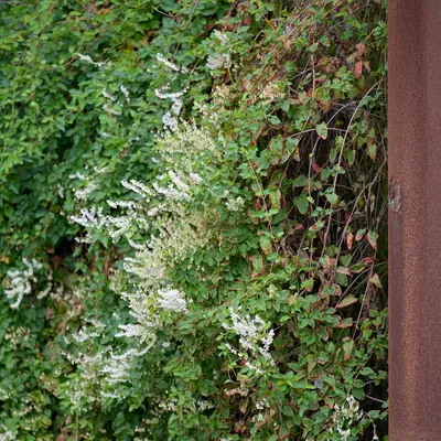 Shrubs & Hedges growing guide