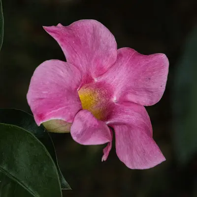 A pink flower with green leaves in the background