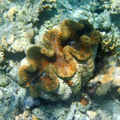 A large clam rests on a coral reef.