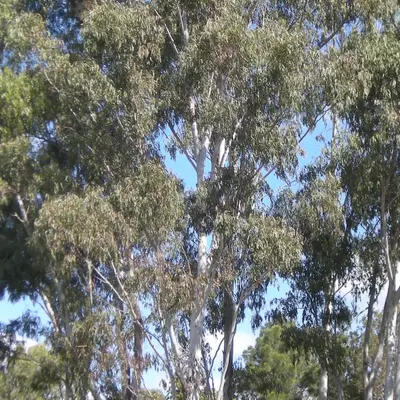 E. tereticornis shrub variety