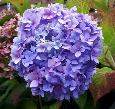a close up of a bunch of purple flowers