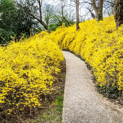 Forsythia shrub variety