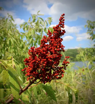 Fragrant Sumac plant