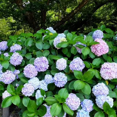 Lush green foliage fills the image.