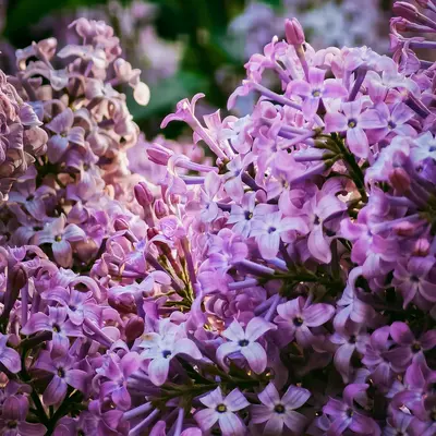 French Lilac plant