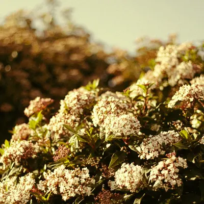 Goldmound Spirea shrub variety