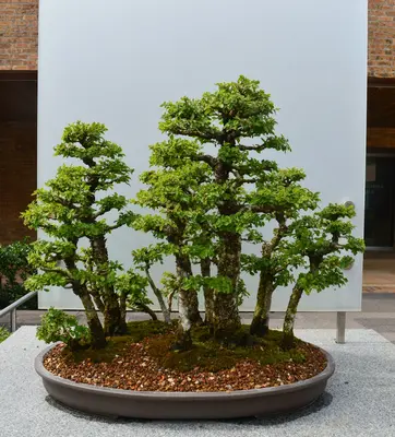 Japanese Pieris shrub variety