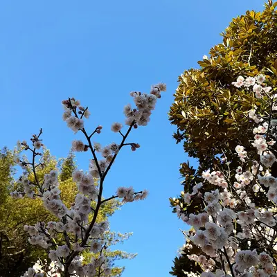 Japanese Spirea plant