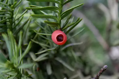 Japanese Yew shrub variety