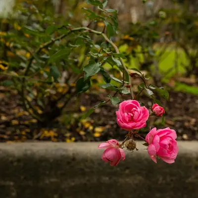 pink roses in bloom during daytime