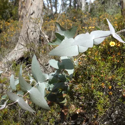 Lemon Bush shrub variety