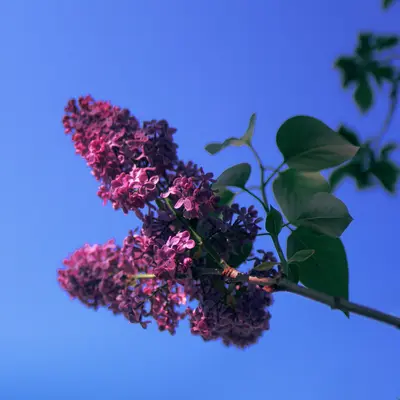 pink flower with green leaves