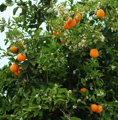 Mock Orange shrub variety