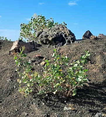 a small plant growing out of the ground